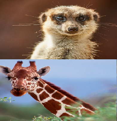year 5 class animals