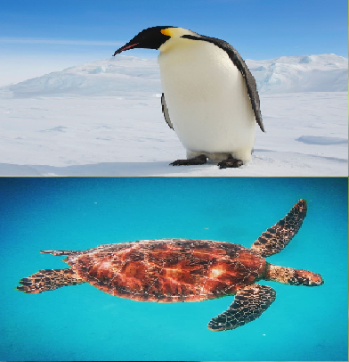 year 1 class animals