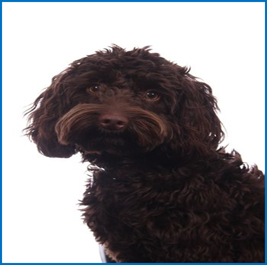 Bella Wellbeing Dog