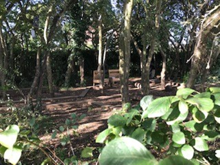 Wonder Wood