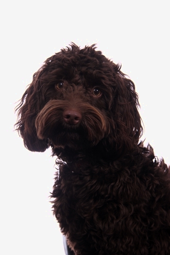 Bella our Wellbeing Dog