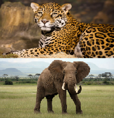 year 6 class animals