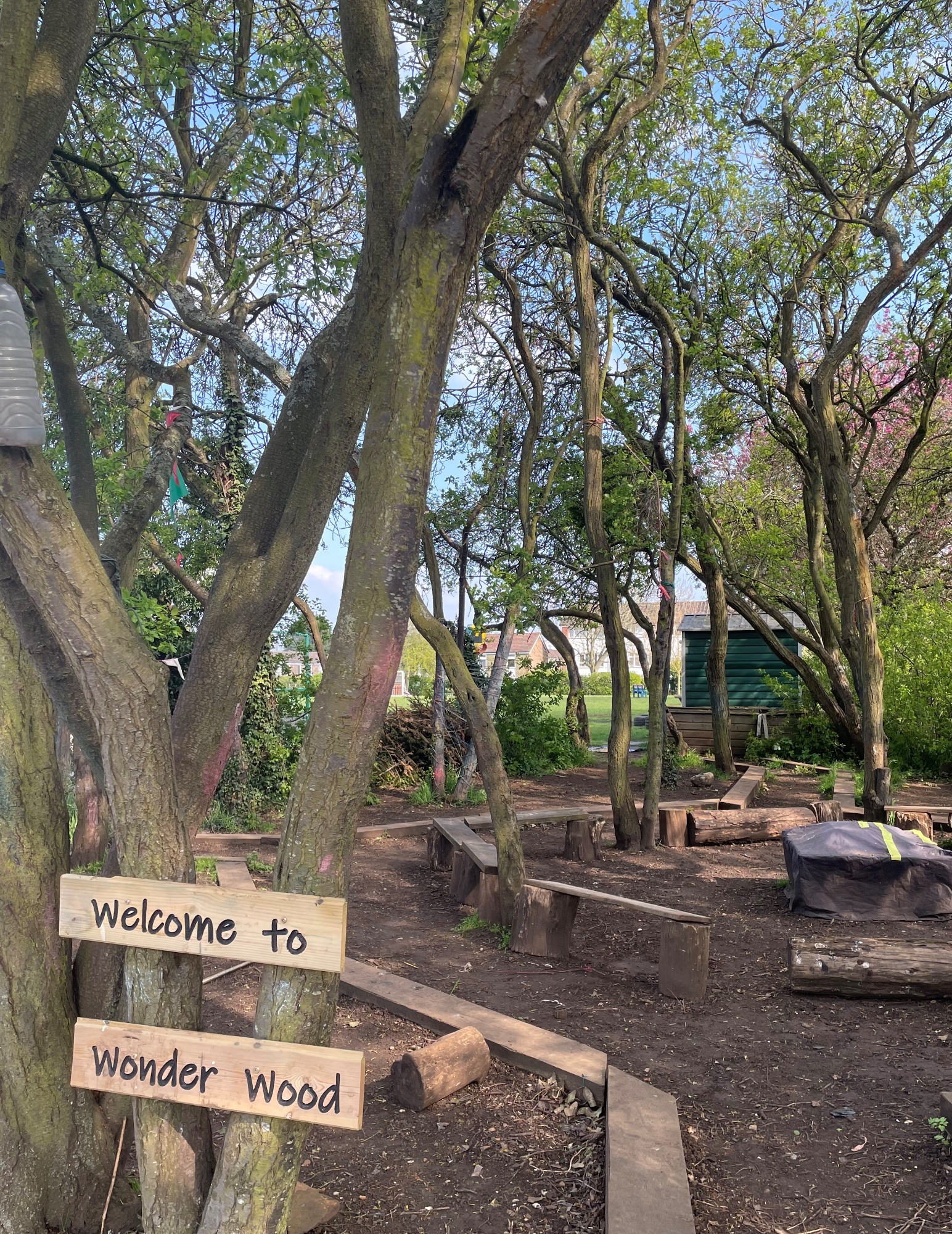 Wonder Wood 